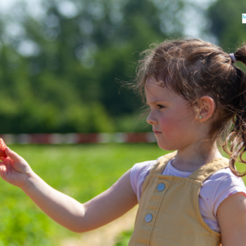 Image of Pick your own strawberries